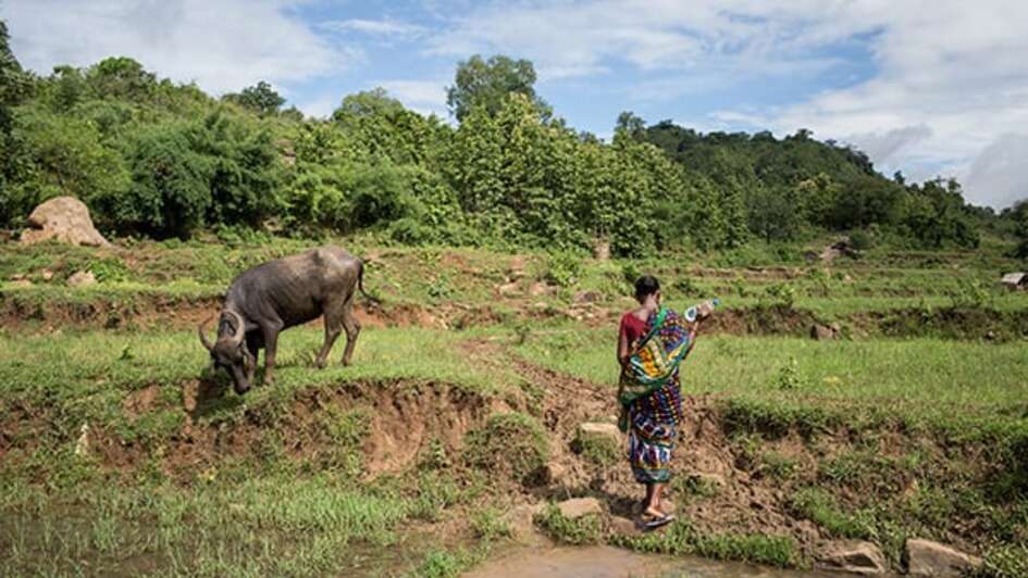 Eine Frau geht über einen Feldweg an einem Büffel vorbei.
